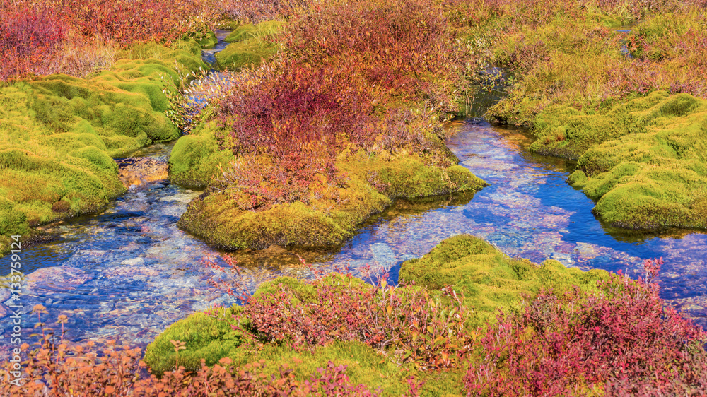 Creek mossy