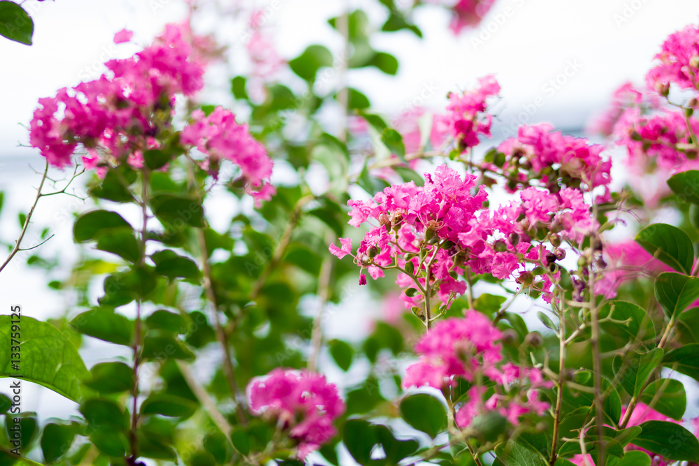 Image of lagerstroemia flowers close up. Image of lagerstroemia flowers close up.
