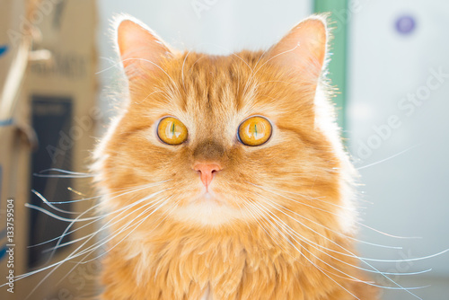 ginger cat © elena_loginova