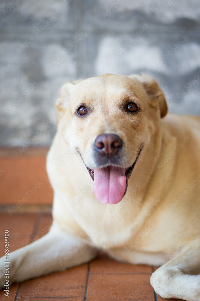 Portrait of Labrador retriever close up on face. Portrait of Labrador retriever close up on face.