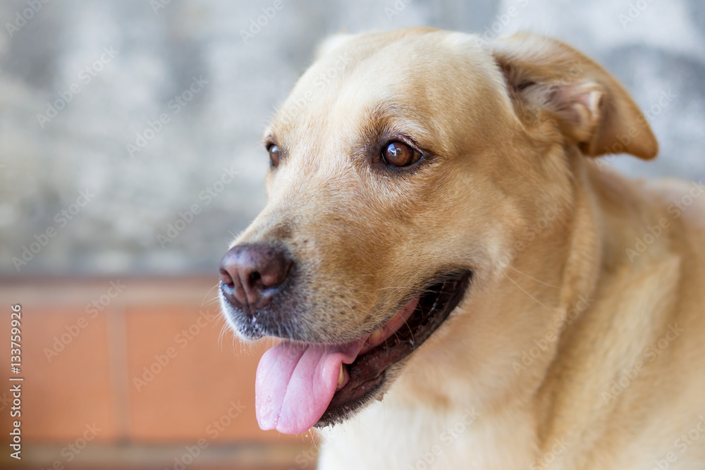 Portrait of Labrador retriever close up on face.