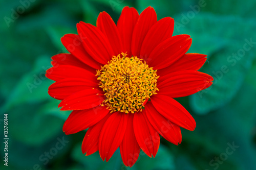 Beautiful red cosmos garden close up.