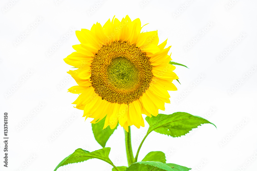 view of a isolated single sunflower