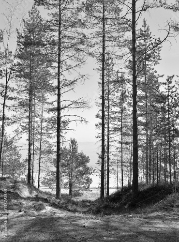 Fototapeta Naklejka Na Ścianę i Meble -  Pine tree forest.