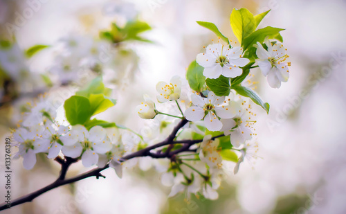 Cherry blossoms in the garden © Elvira