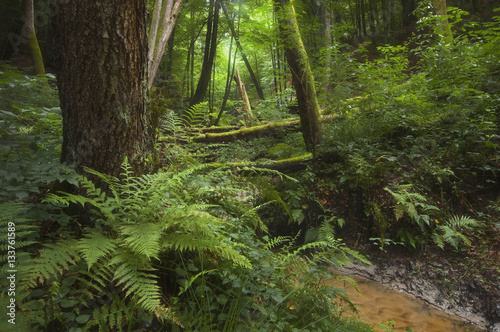 Wilderness forest stream landscape. Plants  ferns and lush vegetation and foliage in green summer forest