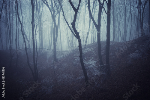 Spooky dark forest at night. Mysterious gloomy forest with trees in dense fog, fantasy landscape background
