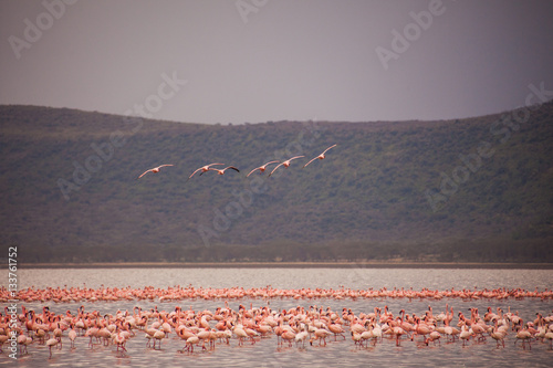 Flamingos in Nakuru National Park 
