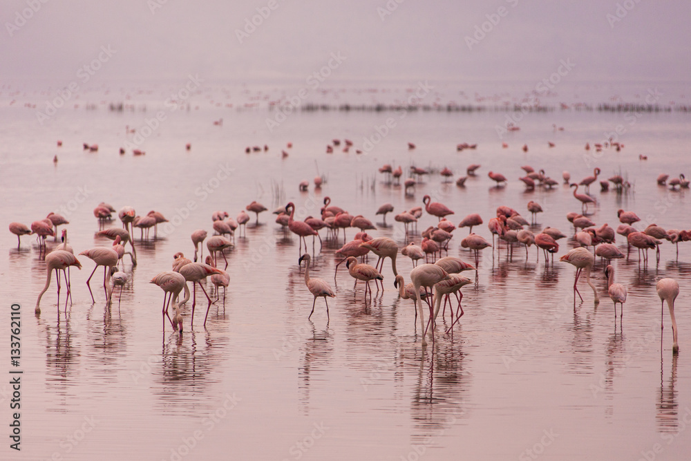 Naklejka premium Flamingos in Nakuru National Park 