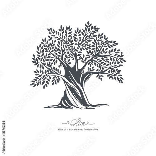 Hand drawn olive tree. Vector sketch illustration