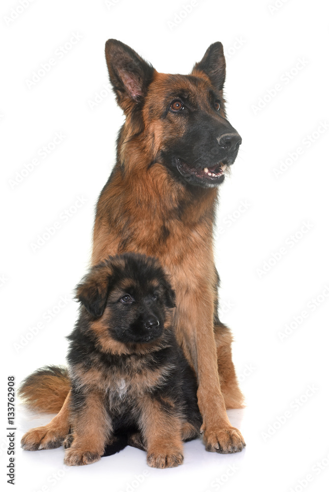 puppy and adult german shepherd