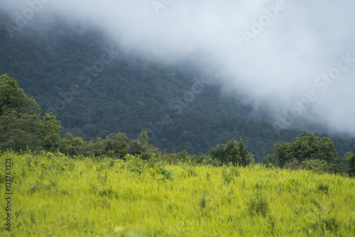 view of natural resource in tropical rain forest, Khao Yai National Park, Thailand © chokniti