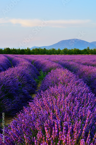 Lavender field  Provence  France