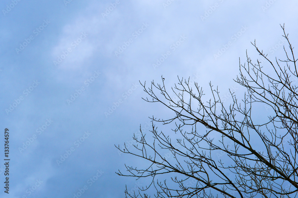 Tree branch without leaves against the sky. Tree branch without leaves against the sky.