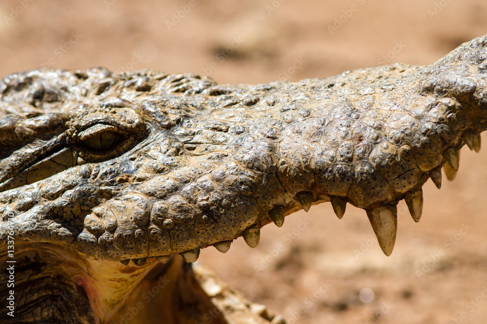 Obraz premium coccodrillo