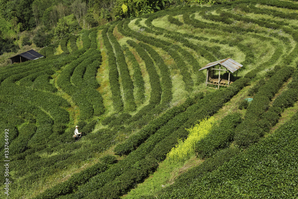 Tea Farm.