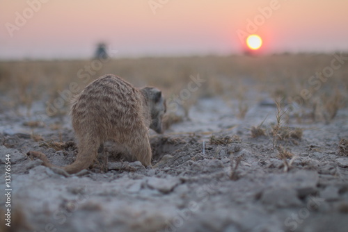 meerkat and sunset in Botswana photo