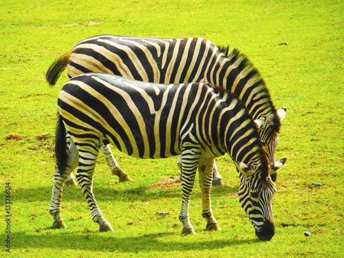 Zebra