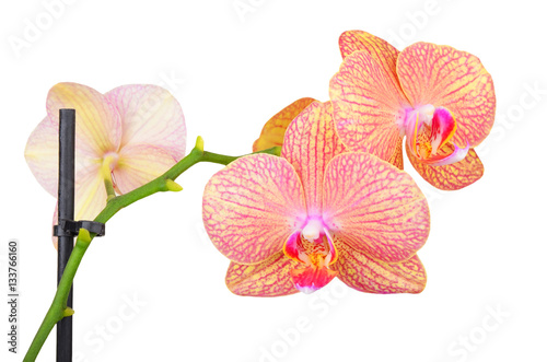 Pink orchid flower