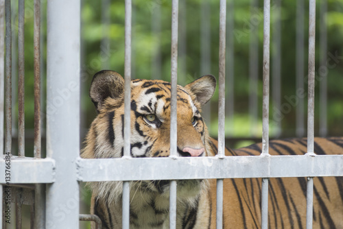 Tiger in a cage