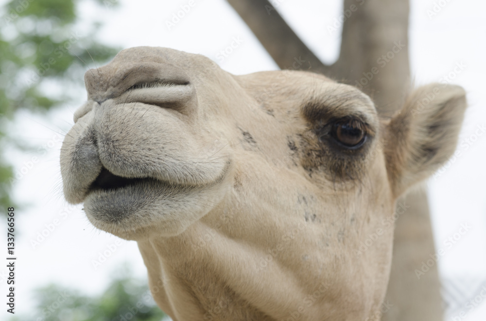 Obraz premium wielbłąd w zoo