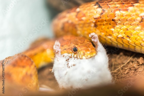 Corn snake eating a little mouse photo