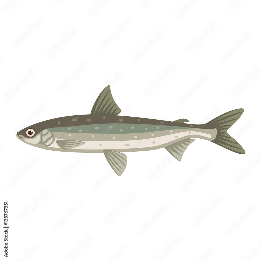 Coregonus albula vendance cisco fish Coregonus albula vendance cisco fish