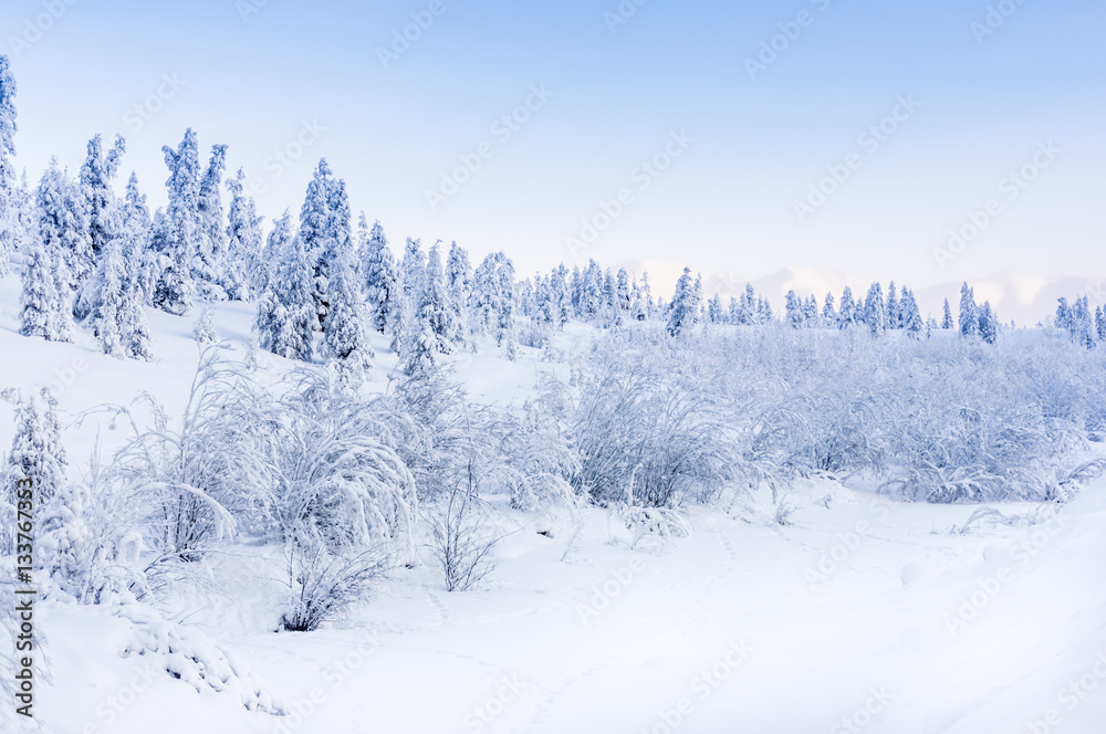 Obraz premium Winter snowy landscape