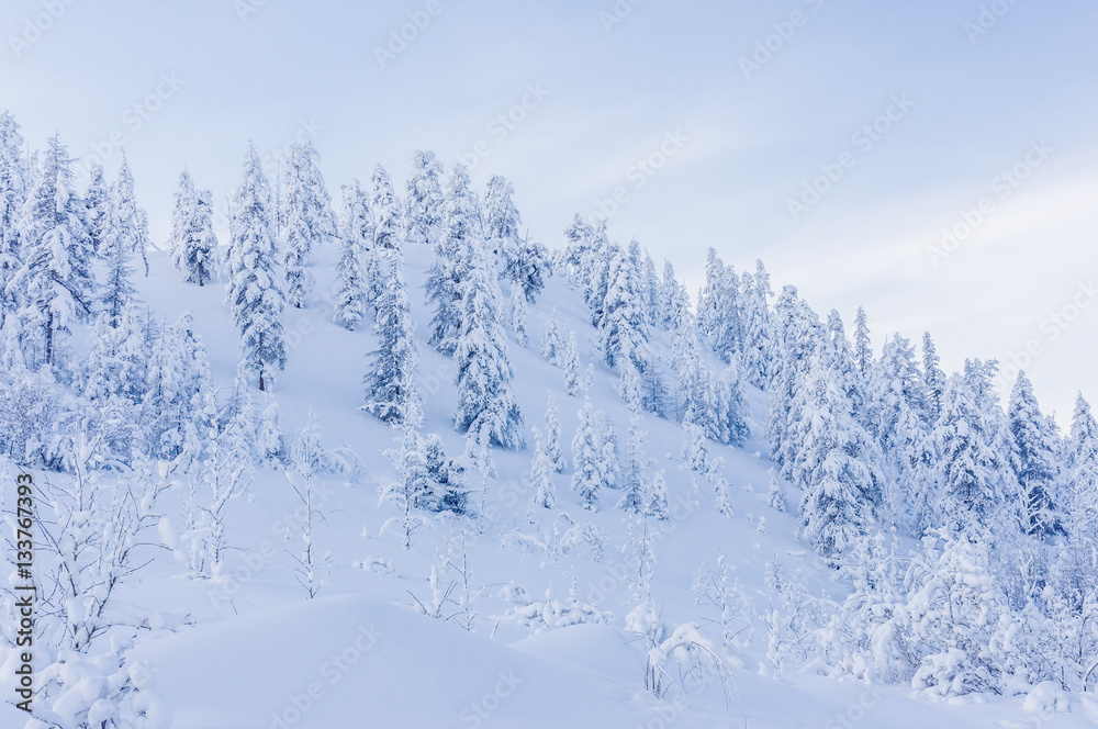 Winter landscape Winter landscape