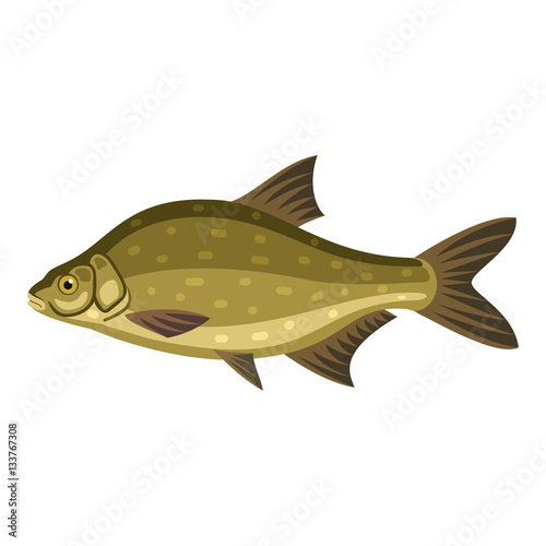 Common bream, freshwater, bronze carp breamfish