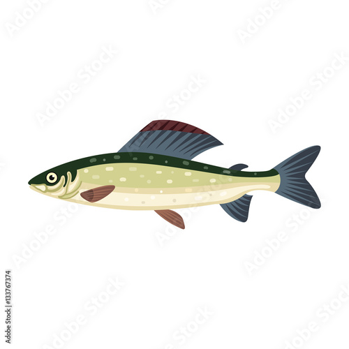 Grayling salmon thymallus fish