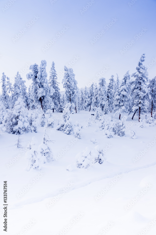 Obraz premium Winter snowy landscape