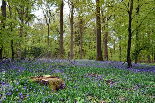 Bluebells in the Forest of Dean in Gloucestershire, England.
