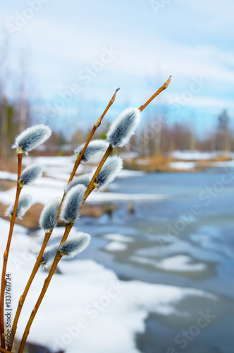 Twigs of willow with catkins on the lake in early spring