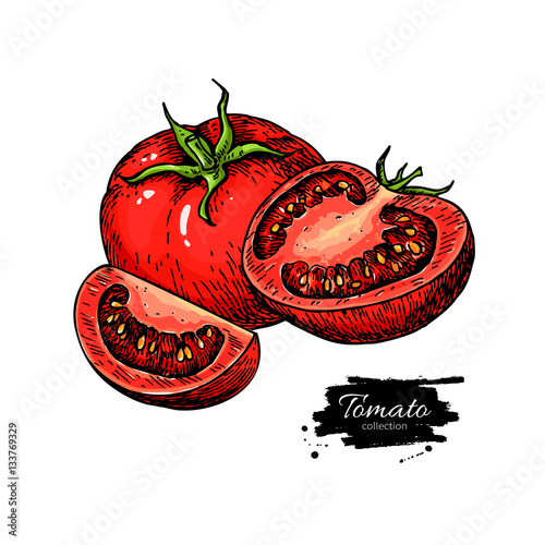 Tomato vector drawing. Isolated tomato and sliced piece. Vegetable