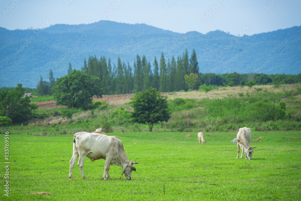 Fototapeta premium cattle in farm view