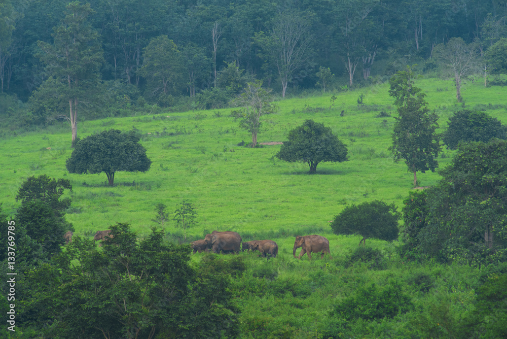 Naklejka premium Asian wild elephants in the tropical forest of Kuiburi National Park, Thailand