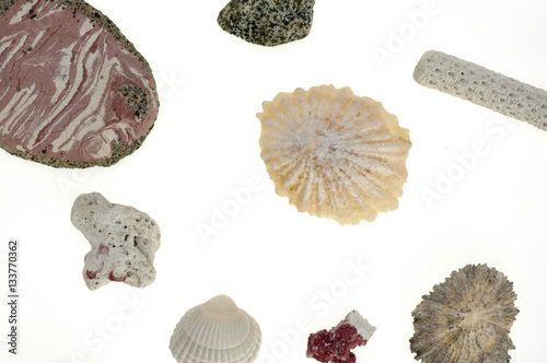 Wormgearbox, shells, coral