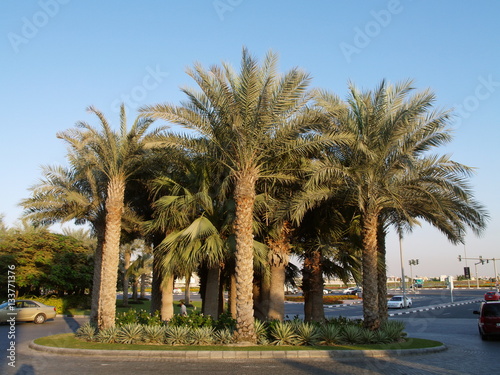 Dubai, palm trees on a traffic island, United Arab Emirates © visualpower