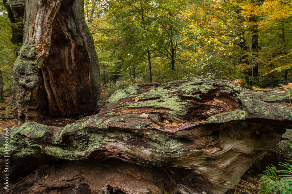 Fototapeta premium Todholz im Urwald Sababurg