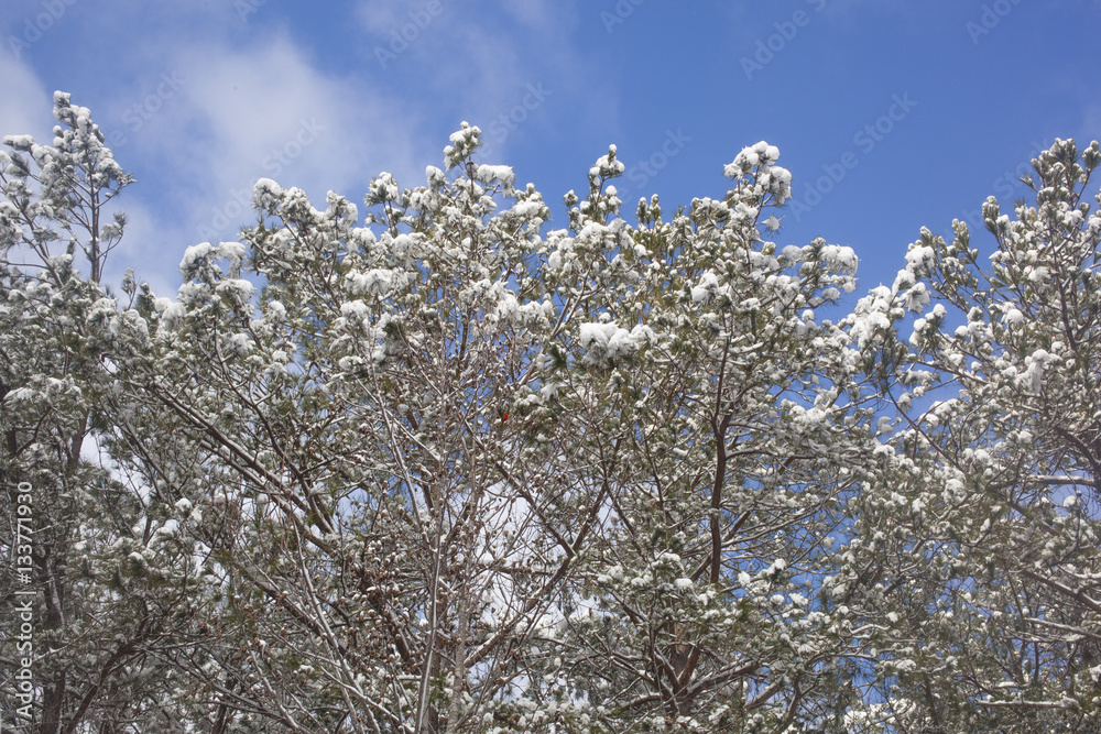 A snow covered tree canopy against a blue sky in North Carolina.