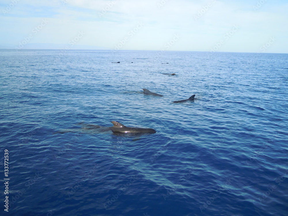 Fototapeta premium Pilot whales in Mediterranean sea