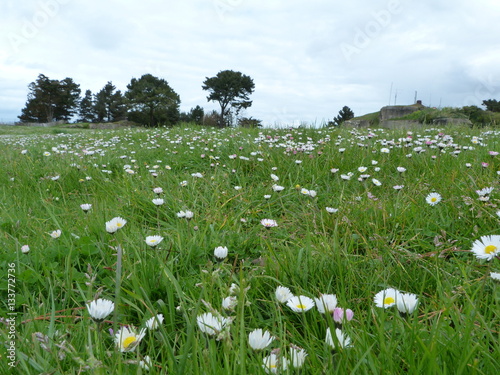 Champ de paquerettes photo