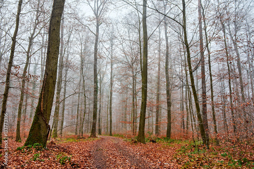 Mystischer Herbstwald