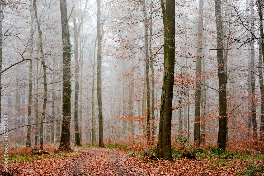 Im nebeligen Herbstwald