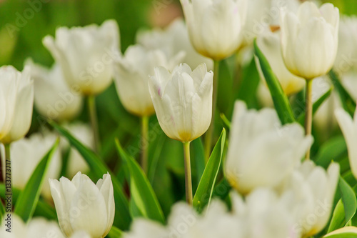 Beautiful white tulips blooming in the garden