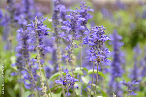 Blooming blue bugleweeds Ajuga