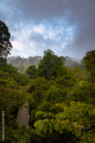 Rainforest wiew from the Canopy Walk Tower In Sepilok, Borneo