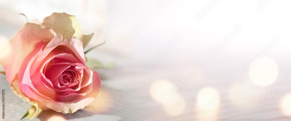 Obraz premium Tło z różową różą