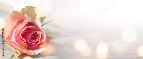 Background with pink rose photo